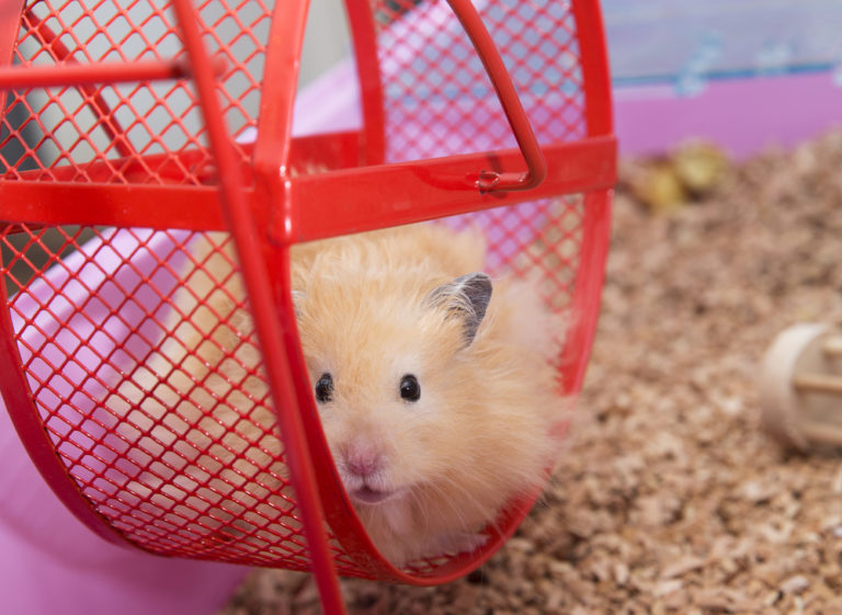 Do You Want Off the Hamster Wheel? You Need Systems.